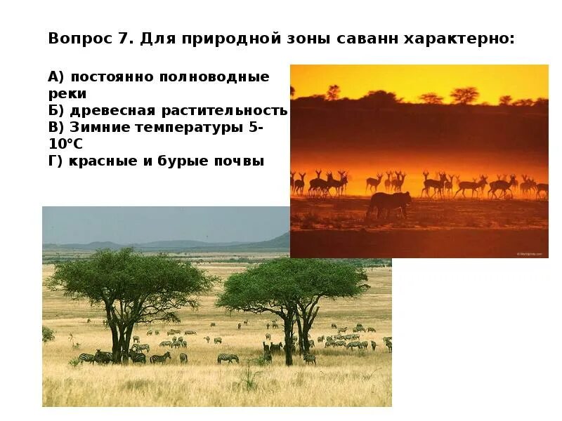 Зона саванн. Характерные зоны саванны. Описание природной зоны саванны. Красно бурые саванн. В какой из указанных природных зон саванны