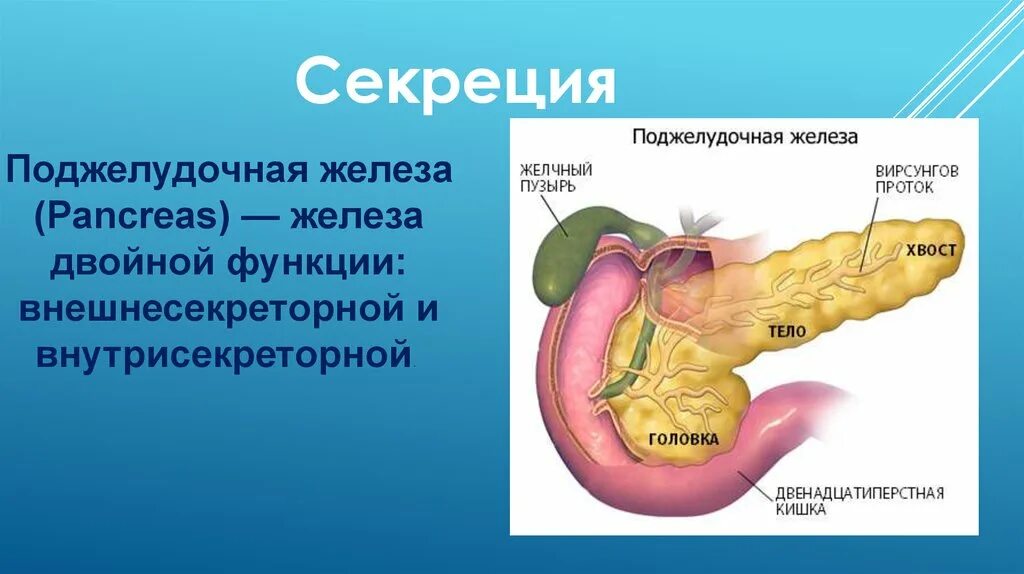 Поджелудочная железа биология 8. Внешняя секреция поджелудочной железы. Функции поджелудочной железы 8 класс биология. Поджелудочная железа презентация.