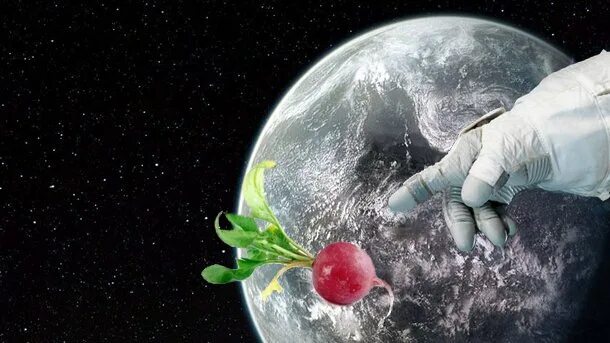Какой овощ первый вырастили в космосе. Редиска в космосе. Цветок выращенный в космосе. Первый овощ выращенный в космосе. Розы выращенные в космосе.