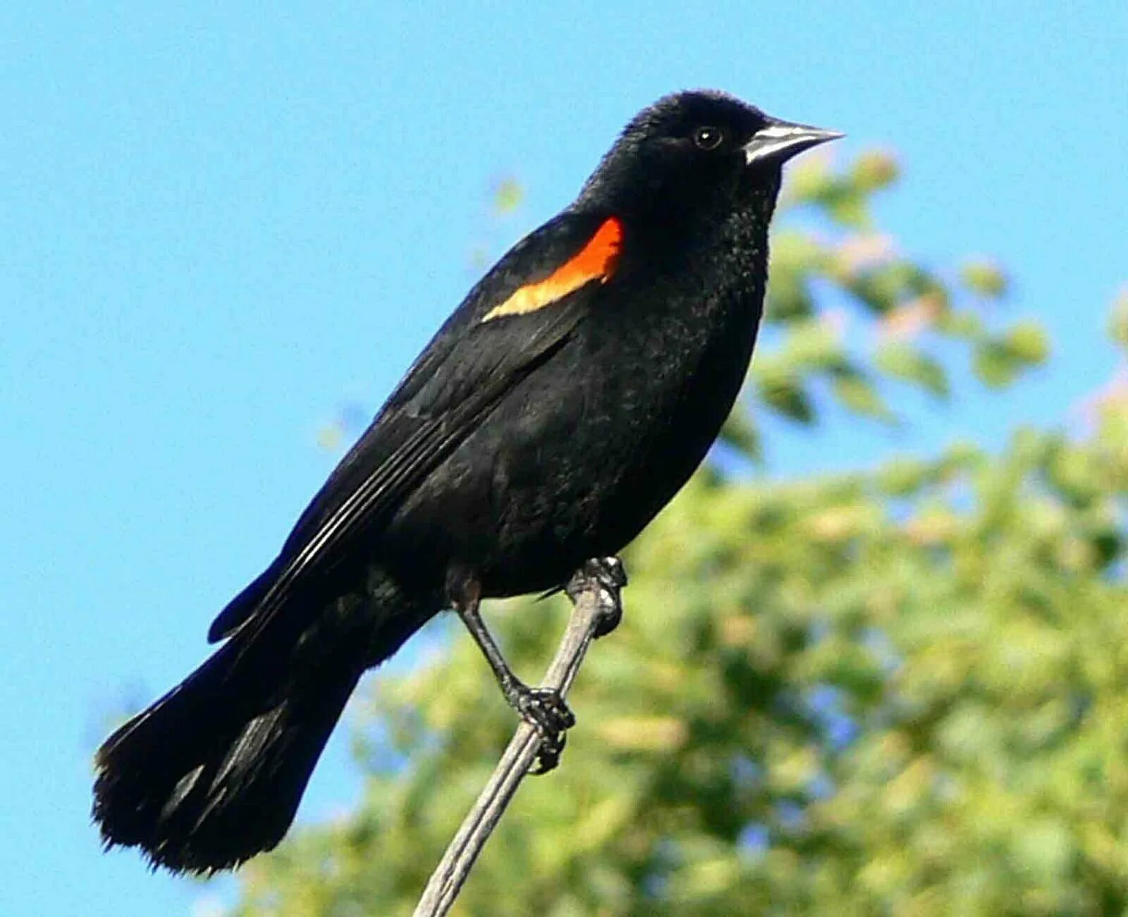 Чернокрылый скворец. У птиц костный хвост. Птица с красным хвостом. Черная птичка.