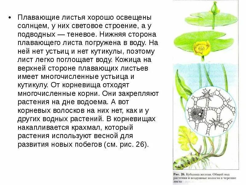 Экологические группы водных растений. Особенности характерные для водных растений. Устьица листьев. Элодея гидрофит. Адаптации растений к водной среде.