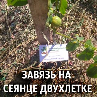 Грецкий орех идеал описание отзывы