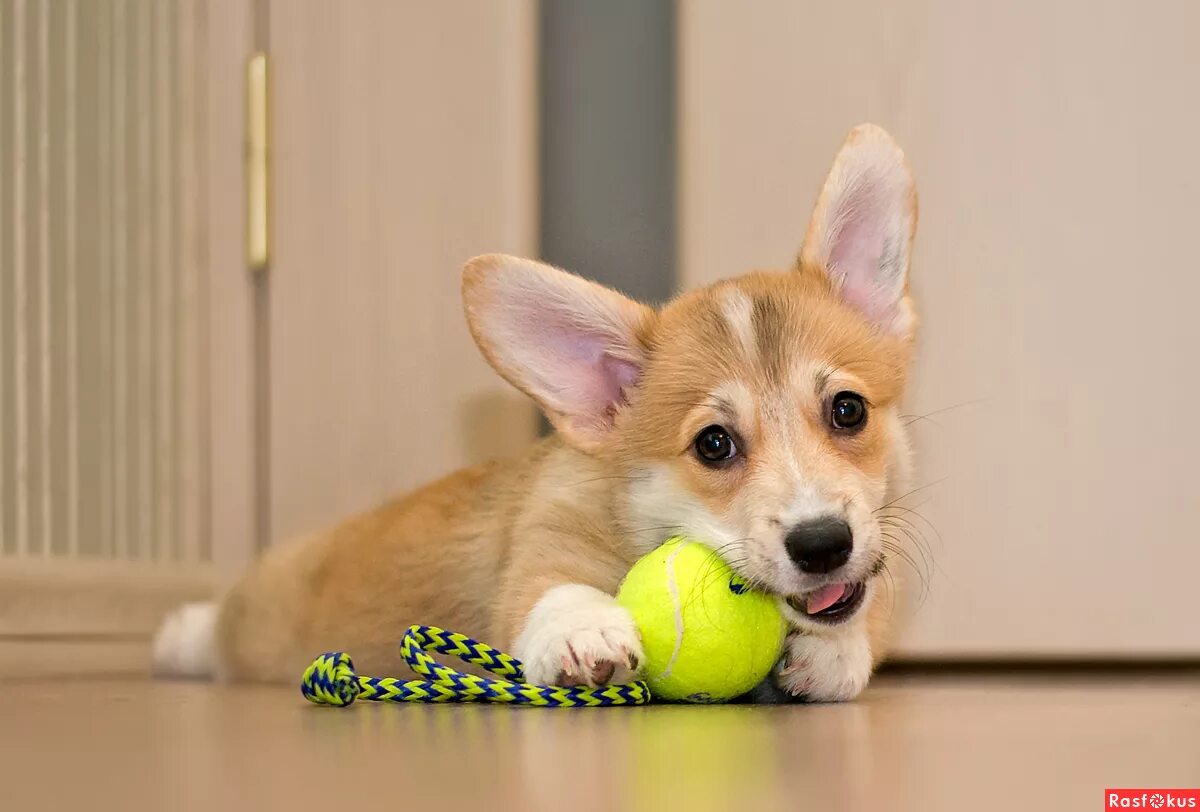 вельш-корги. собаки породы вельш корги пемброк. собачка вельш корги. два корги 14 февраля. порода собак вельш корги.