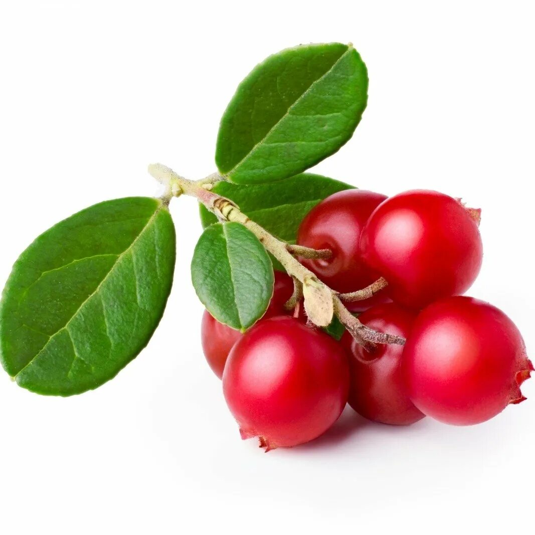 Красногорсклексредства марка качества толокнянки листья. Брусничный лист детям. Брусничный лист детям. Клюква и толокнянка. Брусничный лист пакетированный.