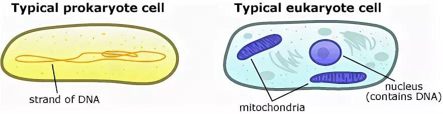 Cell contains. Atypical Cell. Eukaryota. Who are the eukaryote. Cell to Evolution.