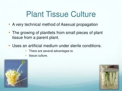 Plant tissues