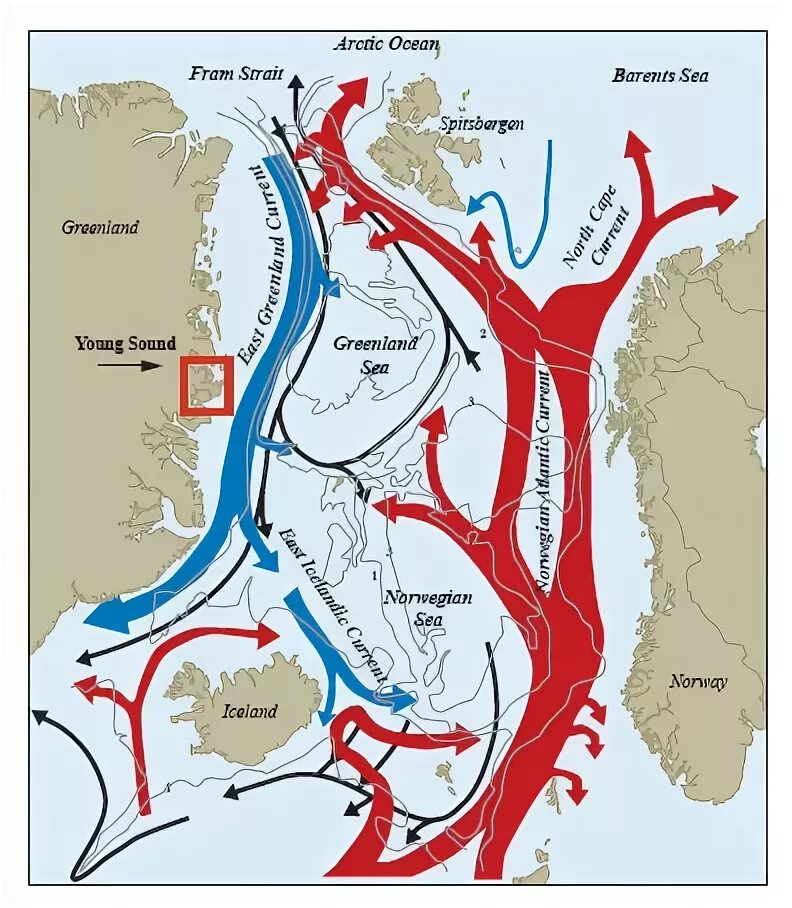 Течения Северного Ледовитого океана. Океанические течения Северного Ледовитого океана. Северно Ледовитый океан течение Восточно Гренландское. Течение Ирмингера. Теплое течение ледовитого океана