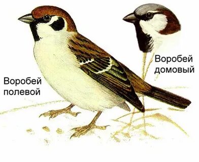 Воробей домовый и полевой