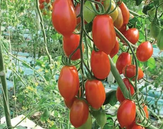 Tomato v