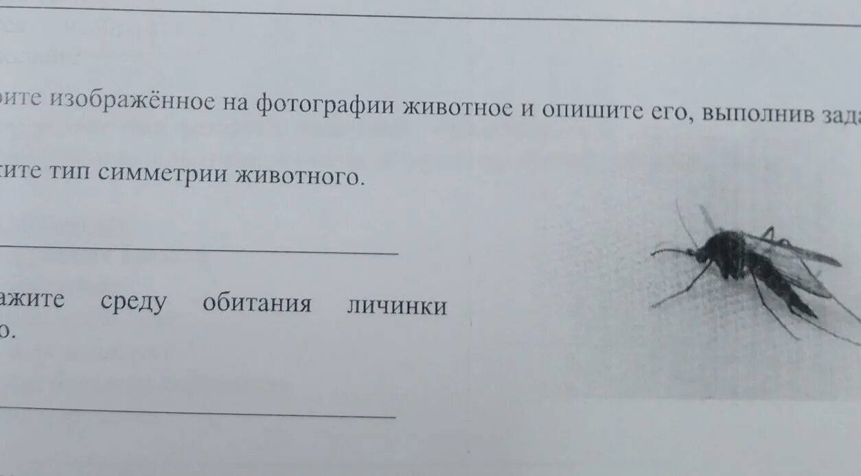 Укажите тип симметрии животного укажите среду обитания. Рассмотрите изображённое на фотографии животное и опишите его. Укажите Тип симметрии и среду обитания животного.. Укажите Тип симметрии и среду обитания животного на картинке.