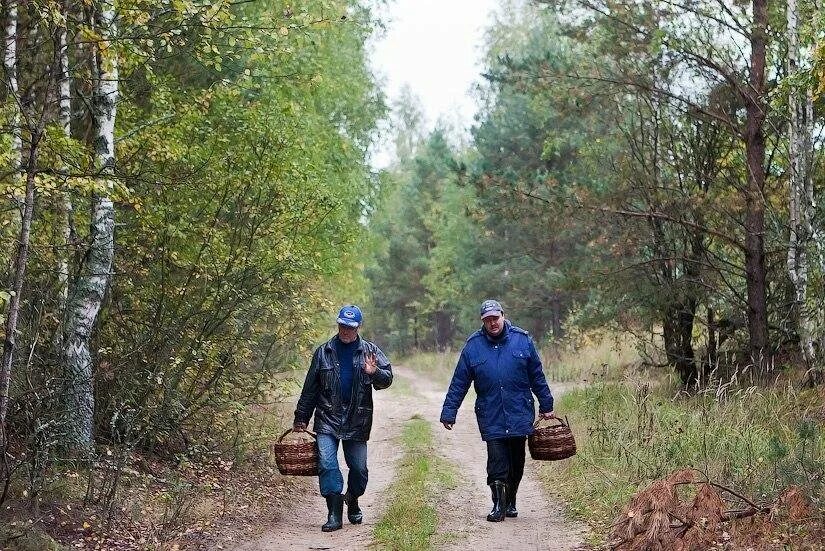 Волнуют и радуют побывать в лесу. Веселый грибник. Ограничение пребывания граждан в лесах. Запреты в лесу. Посещение леса запрещено в Московской области.