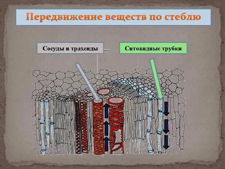 Сосуды древесины и ситовидные трубки луба. Передвижение веществ по стеблю. Строение сосудов и ситовидных трубок. Сосуды трахеиды ситовидные трубки. Проводящие элементы воды и минеральных солей