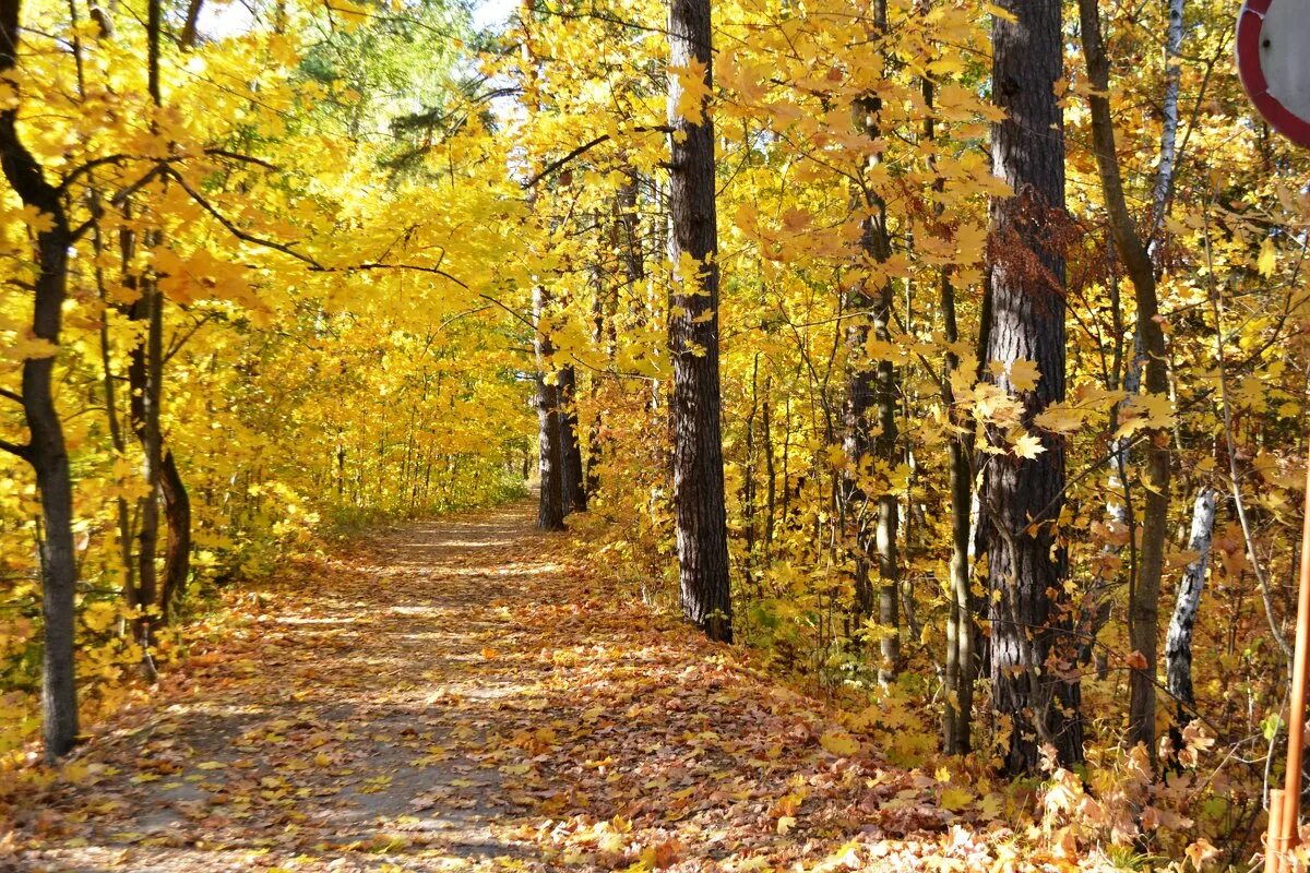 листопад в москве картинки. листопад в подмосковья фото. листопад 12. листопад 12. ковер из осенних листьев.