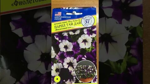 Шок вейв парпл тай