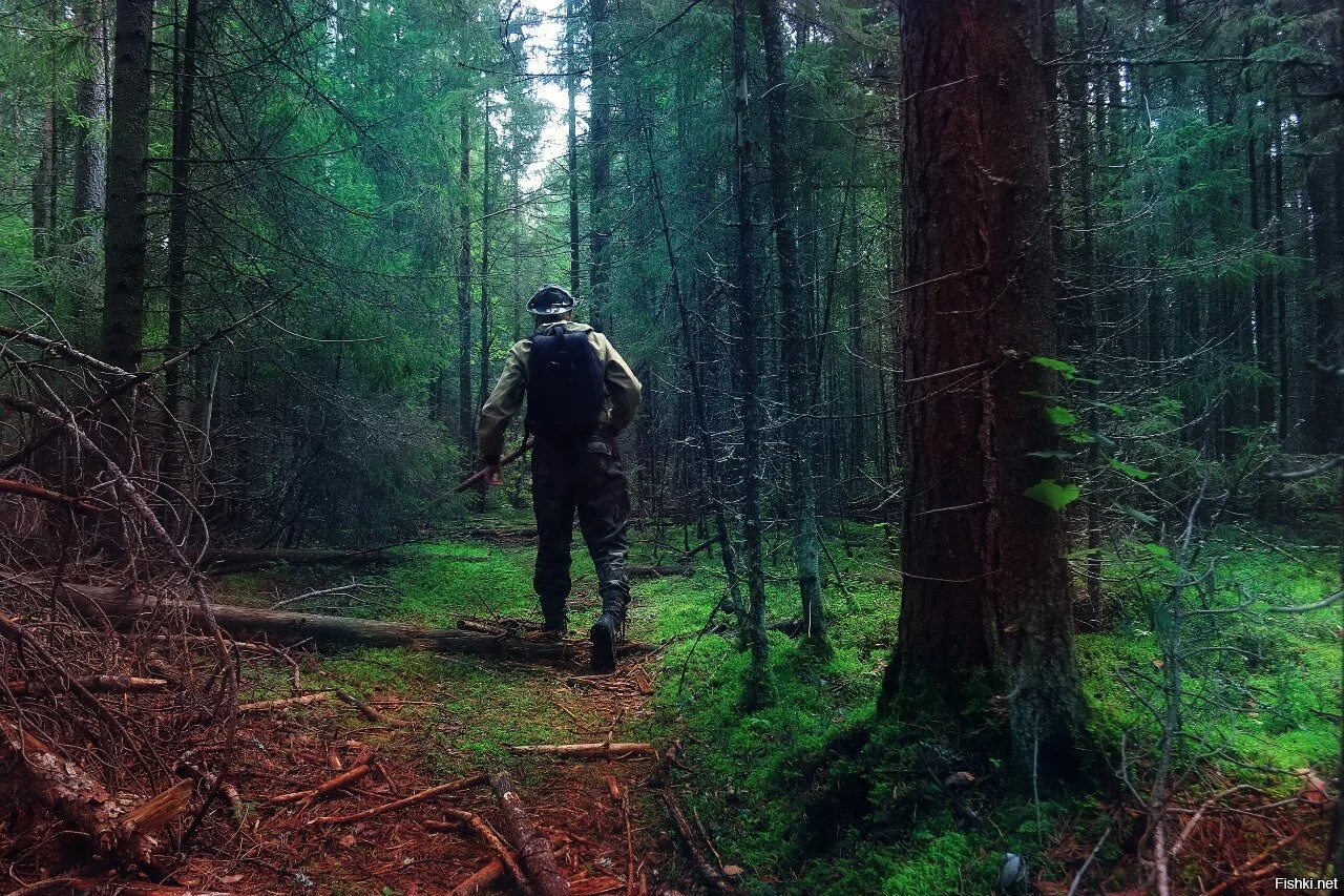 Человек в дремучем лесу. In the woods. Девушка в лесу. Девушка в темном лесу. Два силуэта в тумане.