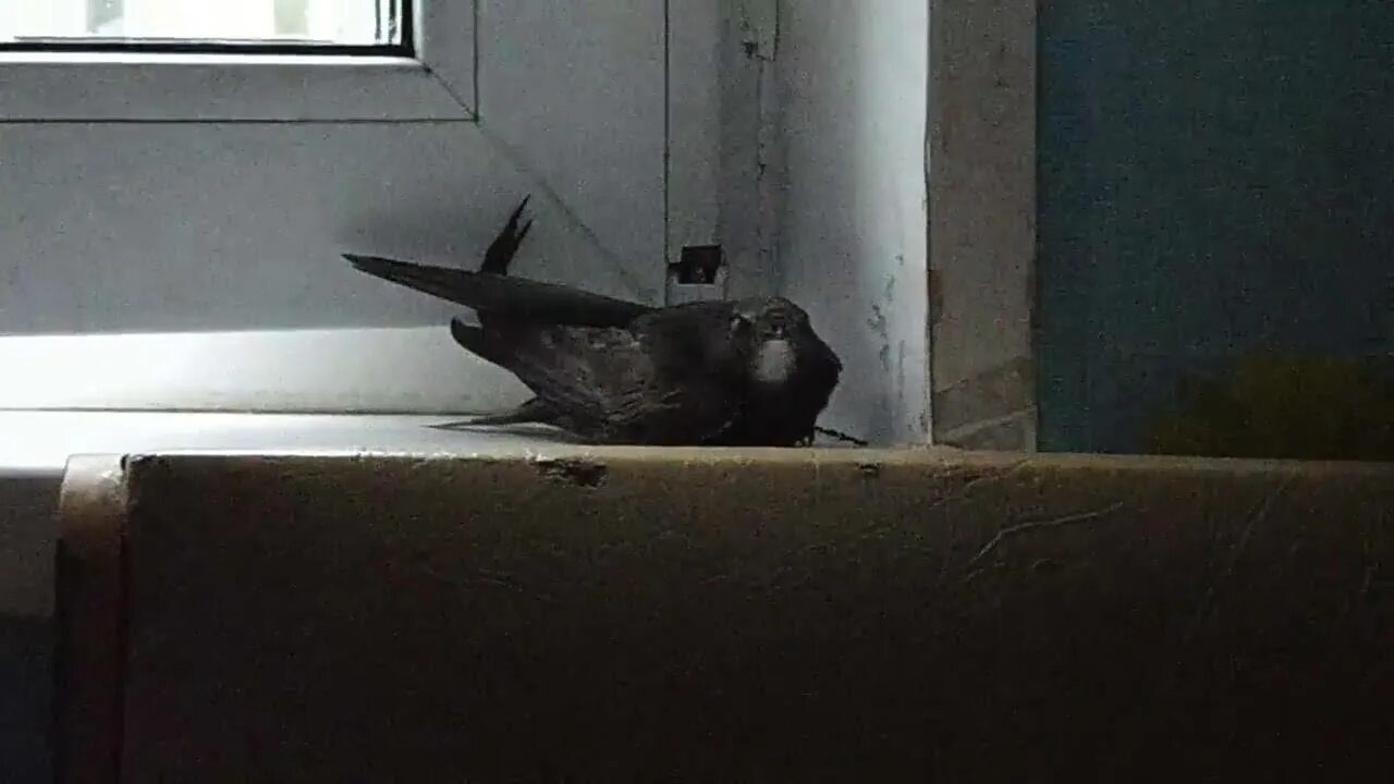 Птица залетела в квартиру. Птица залетела в окно. Стриж залетел. Черная птица залетела в окно.