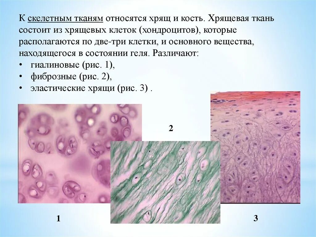 Суставный хрящ какая ткань. Хрящевая ткань. Хрящевая ткань состоит из. Тип клеток хрящевой ткани. Эластическая хрящевая ткань.