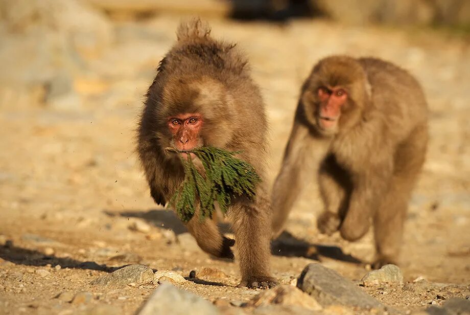 Макака. Сбежала обезьяна. Сбежала обезьяна. Сбежала обезьяна. Макака бежит.