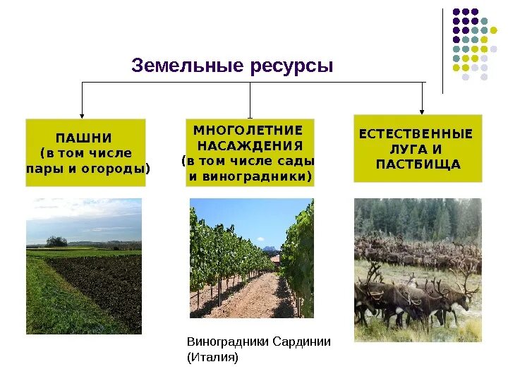К каким природным ресурсам относятся почвы. Земельные природные ресурсы. Земельные ресурсы делятся на. Примеры земельных ресурсов. Земельные природные ресурсы России.