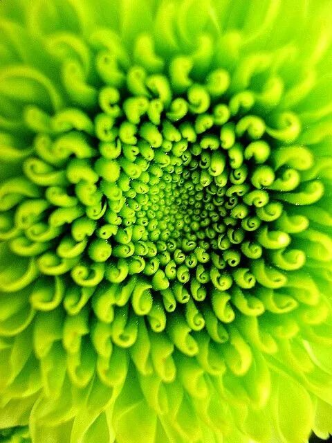 Pin by Tanya on 01- Daisy Flowers Green essence, Green, Green flowers