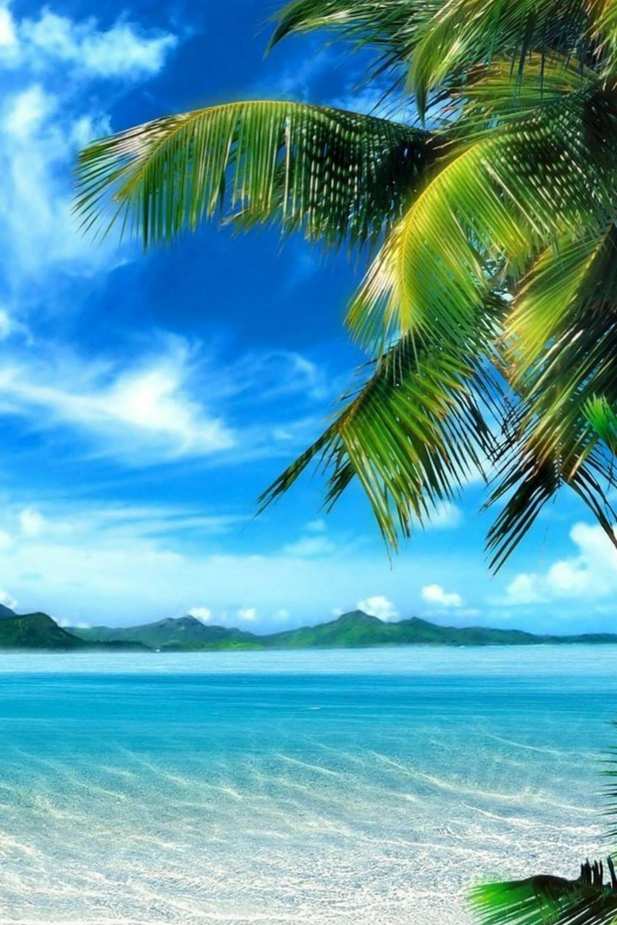 Лето будет телефон. Природа море. Тропическое море. Море пальмы. Пейзаж пальмы и море.