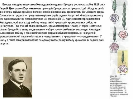 Карпеченко селекция