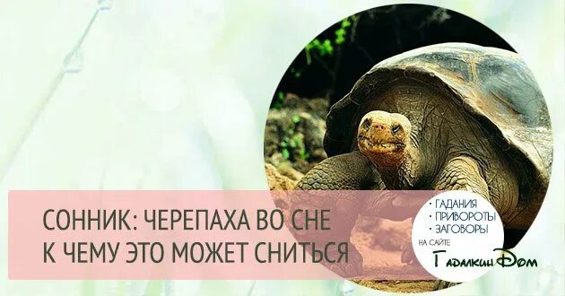 Сонник к чему снятся черепахи