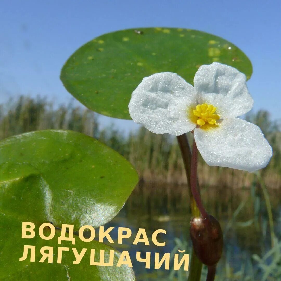 Try plant. Растительный мир Астраханского заповедника. Астраханский заповедник растения. Растительность Астраханской области.