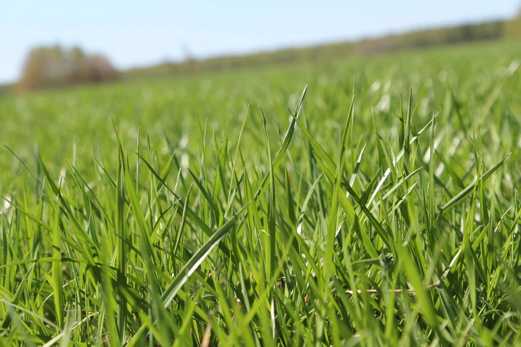 Газонная трава. Трава газонная райграс овсяница красная. Овсяница тростниковая festuca arundinacea. Трава быстр. Мятлик луговой для газона.