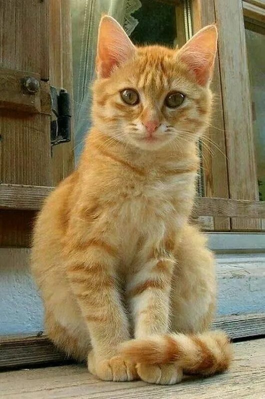 Почему рыжие только коты