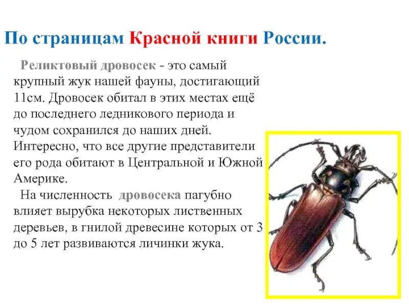 Почему дровосек занесен в красную книгу. Дровосек реликтовый описание красная книга. жук реликтовый дровосек красная книга. жук-дровосек красная книга краткое описание. дровосек реликтовый красная книга краткое описание.