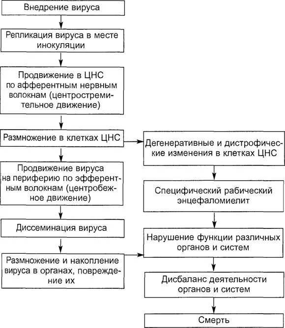 Бешенство этиология. Патогенез бешенства схема. Бешенство этиология эпидемиология патогенез клиника диагностика. Патогенез бешенства у человека.