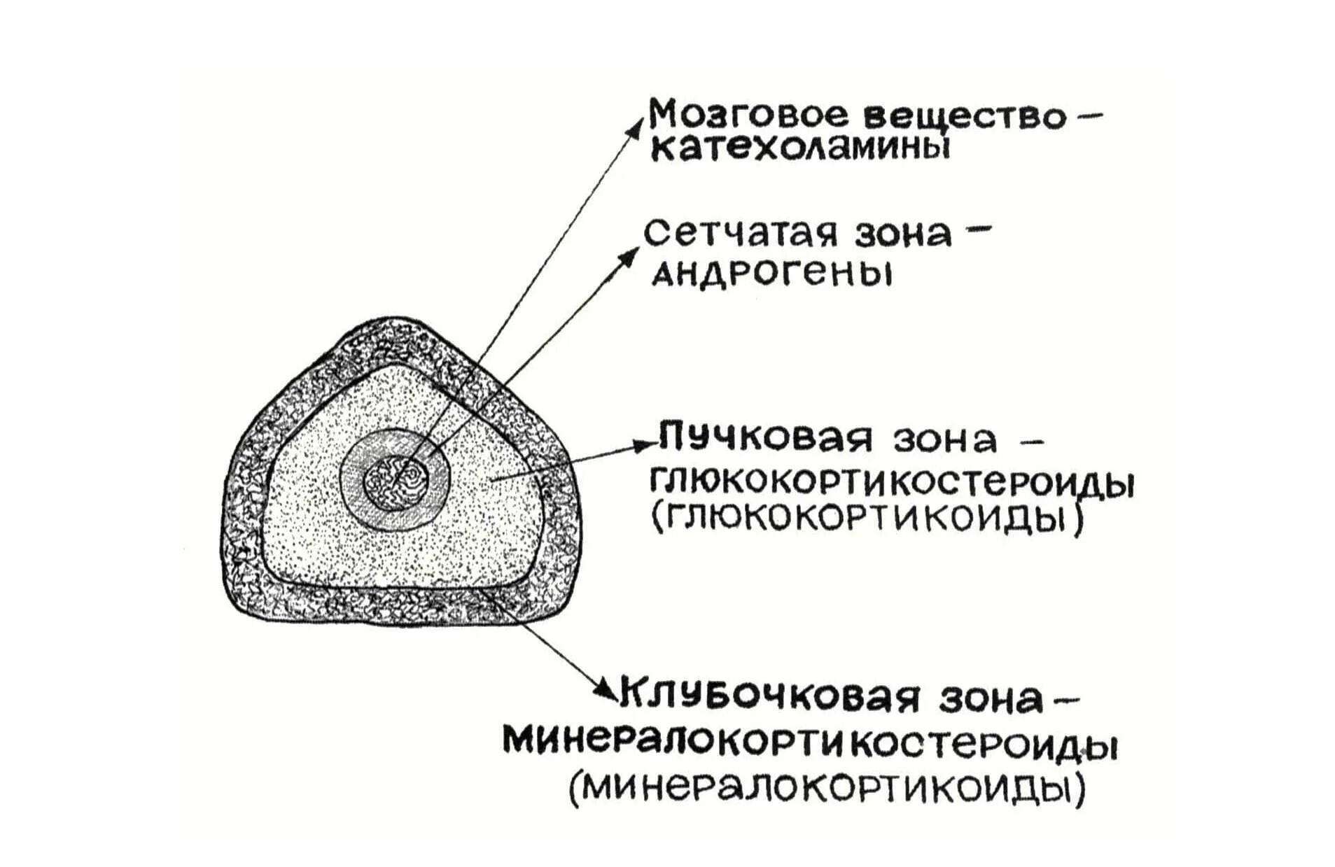 Гормоны сетчатой зоны. Надпочечники клубочковая пучковая и сетчатая зоны. Пучковая и сетчатая зона коры надпочечника. Пучковая зона надпочечников вырабатывает. Сетчатый слой надпочечников.