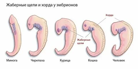 Наличие хвоста у зародыша человека