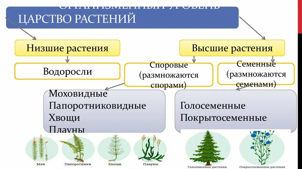 Многообразие видов и их классификация. Разнообразие организмов и их классификация. многообразие организмов и их классификация 7 класс. разнообразие организмов и их классификация 5 класс. многообразие организмов и их классификация 7 класс биология.