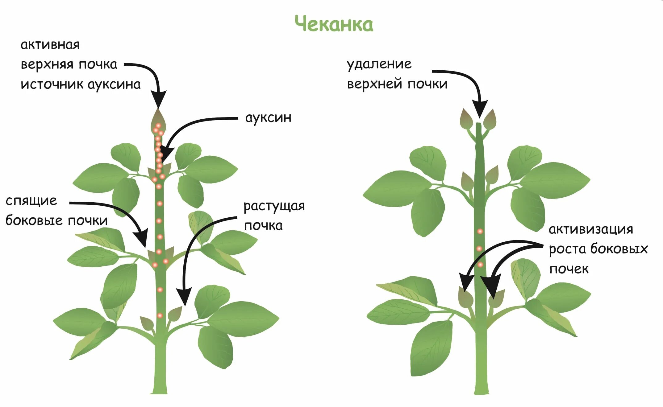Влияние фитогормонов на рост. Влияние ауксина на рост растений. Управление ростом растения. Ростовые вещества растений. Гормоны роста растений ауксин.