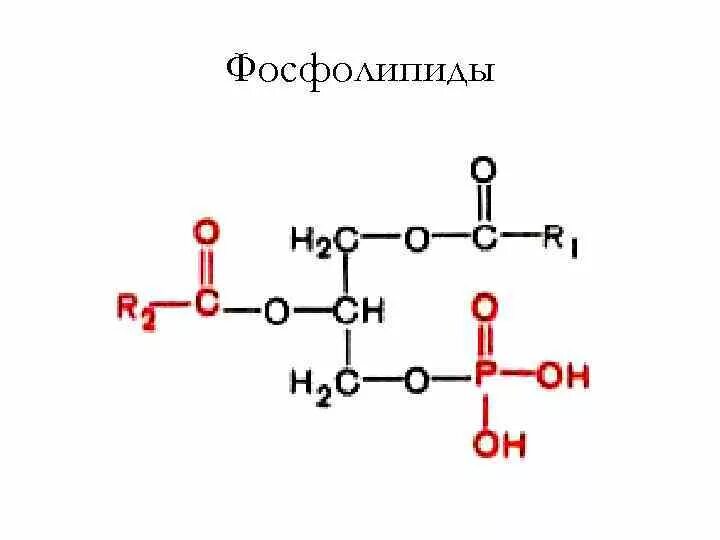 Структурная формула фосфолипида. Общая формула фосфолипидов. Фосфолипиды строение. Общая структурная формула фосфолипидов.