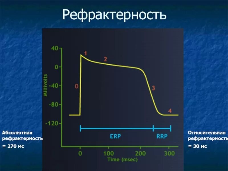 Период рефрактерности миокарда. Рефрактерность и экзальтация. Абсолютная и Относительная рефрактерность. Абсолютная рефрактерность и Относительная рефрактерность. Рефрактерный период и его роль