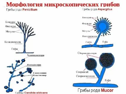 Морфология анатомия физиология систематика палеонтология