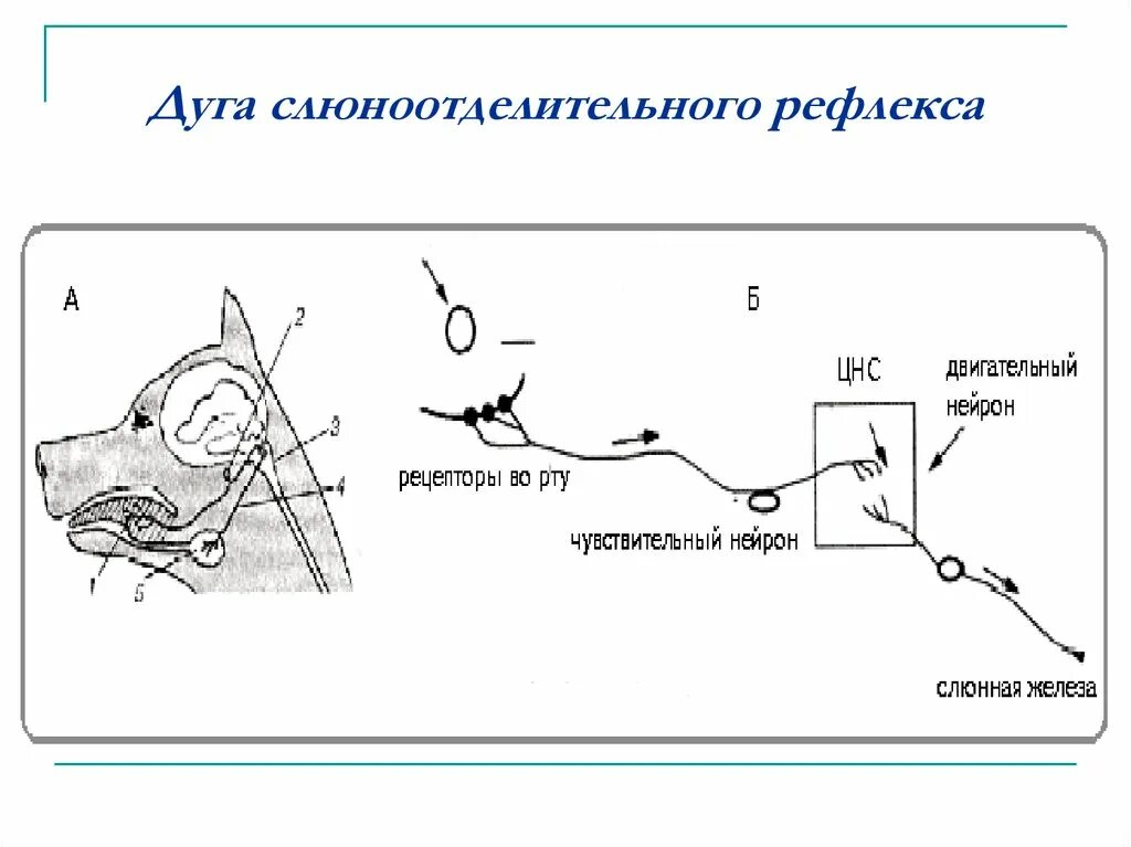 Стадии рефлекса. Слюноотделительный рефлекс рефлекс рефлекторная дуга. Схема дуги условного слюноотделительного рефлекса. Схема рефлекторной дуги слюноотделения. Схема рефлекторная дуга условного рефлекса (слюноотделения).