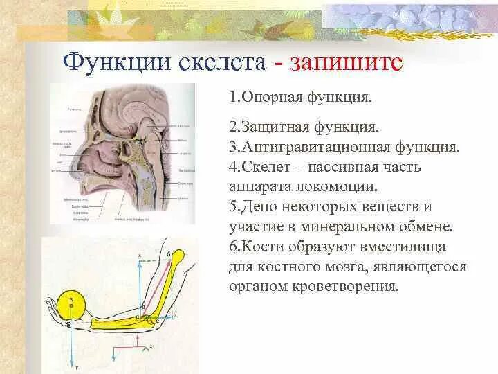 Функции скелета. Основная функция скелета. Защитная функция скелета. Антигравитационная функция скелета.