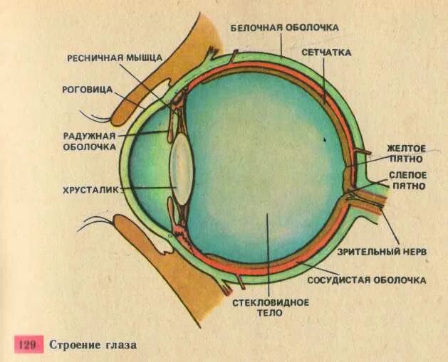 Слепое пятно расположено в месте где. Белочная оболочка и сетчатка. Белочная оболочка глаза человека. Слепое пятно глаза анатомия. Строение глазного яблока слепое пятно.