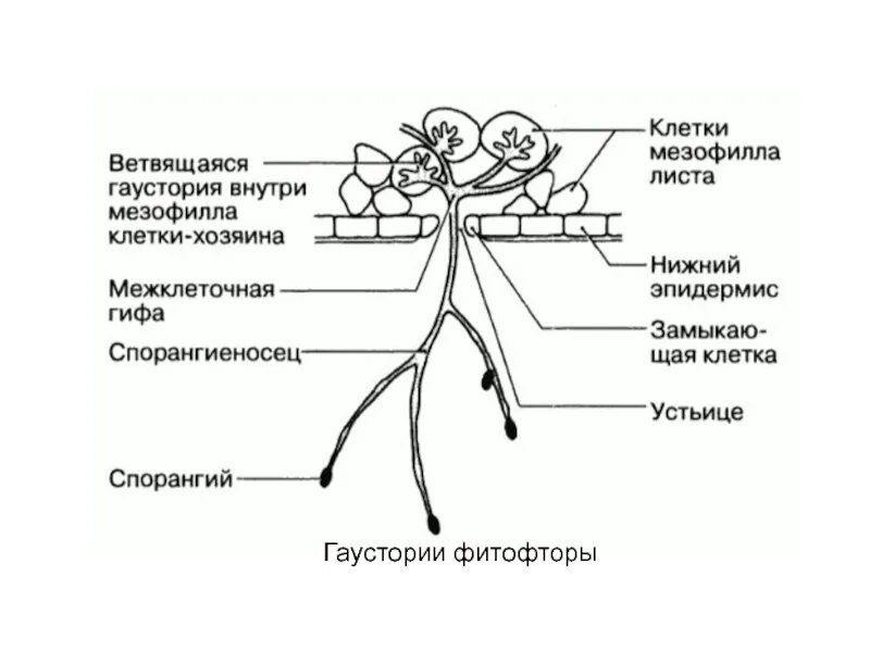 Какой признак внешнего строения фитофторы. Фитофтора строение гриба. фитофтора листа картофеля схема. гаустории повилики. гаустории фитофторы.