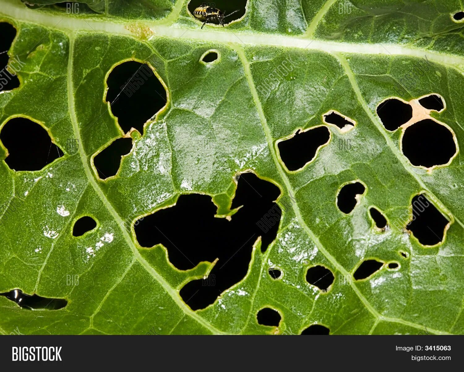 Отверстия и повреждения листьев. Повреждения листьев насекомыми. Повреждение бумаги насекомыми. Листья на растениях следы от гусениц.
