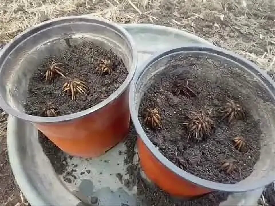 Посадка лютиков в грунт