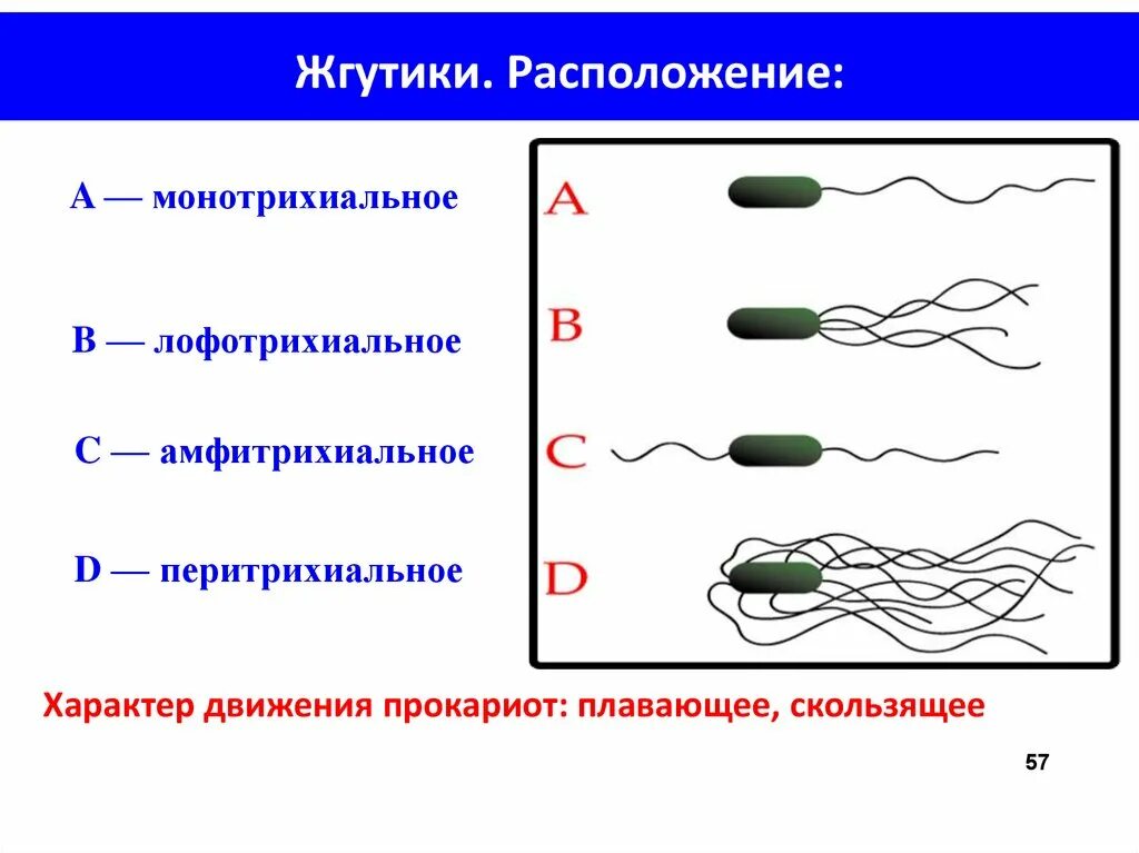 Выход прокариот на сушу. Строение жгутиков бактерий. Строение бактериального жгутика. Жгутиков бактерии прокариот. Строение жгутика бактерий микробиология.