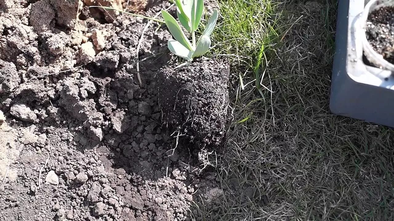 Эустома в грунте. Высадка эустомы в открытый грунт. Эустома в открытый грунт. Эустома в открытом грунте. Клоны готовые к высаживанию в почву