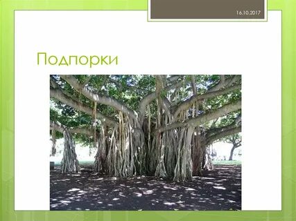 Корни подпорки примеры