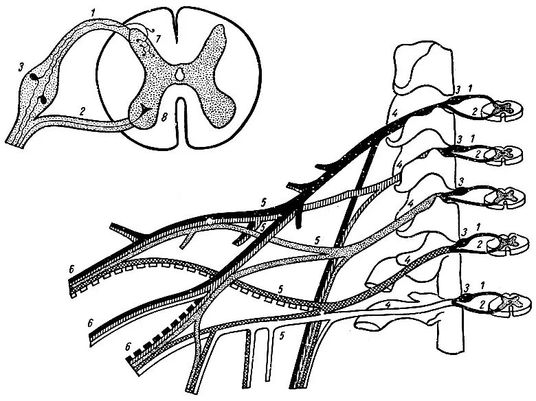 Сплетения спинномозговых нервов схема. Спинномозговой нерв анатомия. Спинной мозг корешки спинальные ганглии. Корешки спинного мозга иннервация.