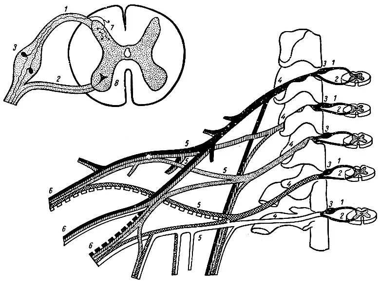 Строение спинного мозга нерва. Сплетения спинномозговых нервов схема. Спинномозговой нерв анатомия. Спинной мозг корешки спинальные ганглии. Корешки спинного мозга иннервация.